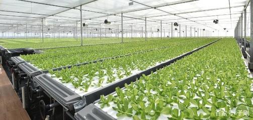 国内最大植物工厂投产 营养液浇灌，年产19茬蔬菜，价格挑战有机市场